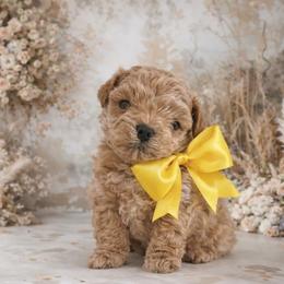 Benjamin - Apricot male Maltipoo puppy in California from Yorkie & Maltese Royalty