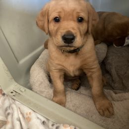 Labrador Retriever Puppies from Ritchie Road Labradors