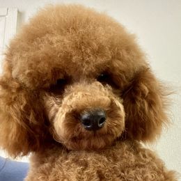 Colton - Cockapoo