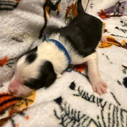 Jack - Black and white male Border Collie puppy in Griffin, Georgia from Cloudland Border Collies