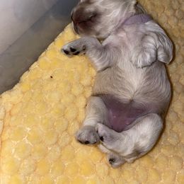 Cocker Spaniel Puppies from Brooks House Cocker Spaniels