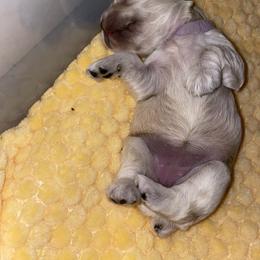 Cocker Spaniel Puppies from Brooks House Cocker Spaniels