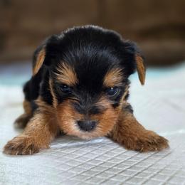 Rosie's Girl 2 - Black and tan female Yorkshire Terrier puppy in Aiken, South Carolina from Sio's Yorkies