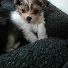 Mi-Ki Puppies from Moonstone miki's