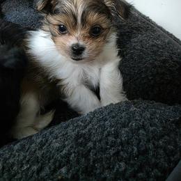 Mi-Ki Puppies from Moonstone miki's