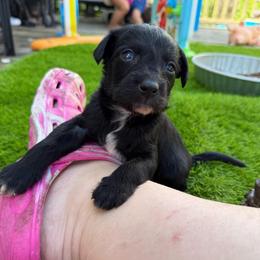 Batman - Black and white male Xoloitzcuintli puppy in Manitowoc, Wisconsin from Wonderland Kennel