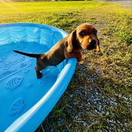 Dachshund Puppies from Mini Doxies of the South