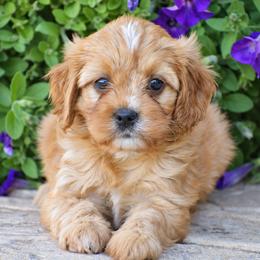 Abby - Red female Cavapoo puppy in Gap, Pennsylvania from Country View Puppies ( License 18816)