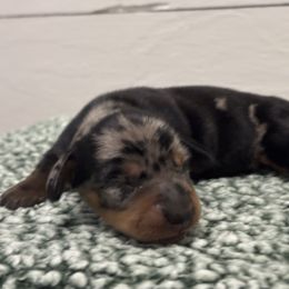 Dapple Head Boy - Dapple male Dachshund puppy in Ladson, South Carolina from Funk's Four-Legged Friends