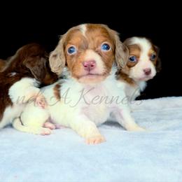 Merrick - Dapple male Dachshund puppy in Quitman, Mississippi from S-and-A Kennels