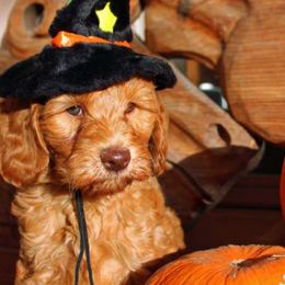 Australian Labradoodle Puppies from Desert Waves Labradoodles
