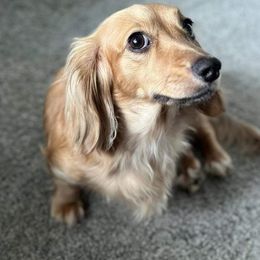 Baylee - Dachshund
