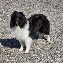 Shetland Sheepdog puppies from Kayla's Shelties