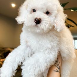 Cockapoo Puppies from Cockapoo Puppies and Co.
