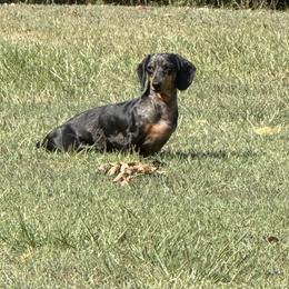 Pepper - Dachshund