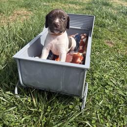 Orange - Liver and white female German Shorthaired Pointer puppy in Union Hall, Virginia from Rustic Creek Farms