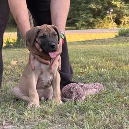 Columbiana - Fawn male Great Dane puppy in Montgomery, Texas from KD Sweet Southern Danes