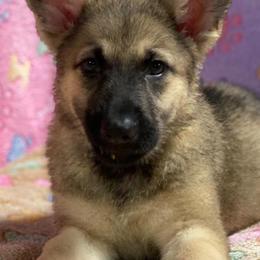 German Shepherd Puppies from Pocono GSD