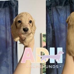 Milo - Cream male Dachshund puppy in Coatesville, Indiana from ADH Dachshunds
