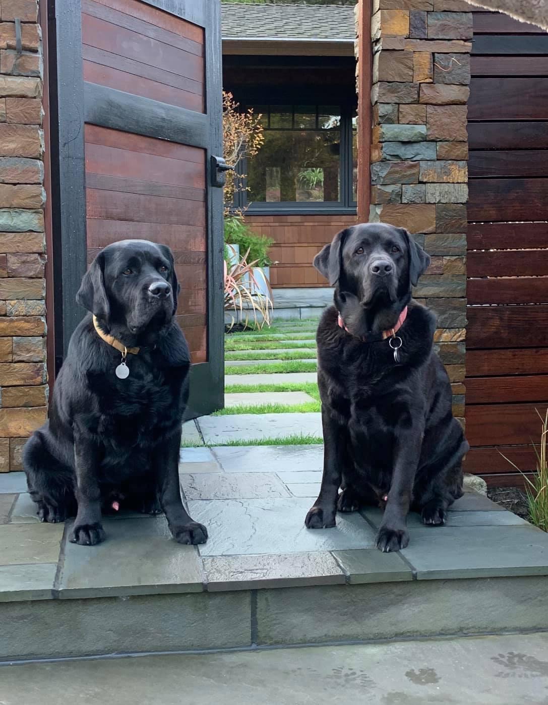 Top Gun Labradors in California | Labrador Retriever puppies | Good Dog