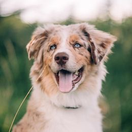 Australian Shepherd Puppies from FoxRest Australian Shepherds