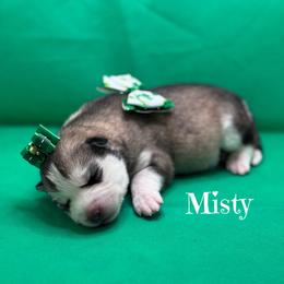 Misty - Wolf sable female Pomsky puppy in Venus, Pennsylvania from Hemlock Pines Pomsky