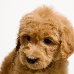 Miss Prissy - Red  Goldendoodle puppy in Houston, Texas from Texas Castle Doodles