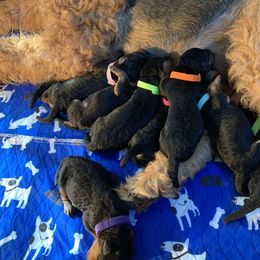Airedale Terrier Puppies from Airedale Acres