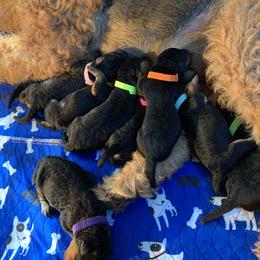 Airedale Terrier Puppies from Airedale Acres