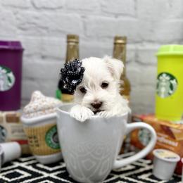 Miniature Schnauzer Puppies from Schnauzers on Robinson Lane