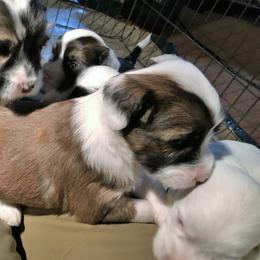 Tibetan Terrier Puppies from Gemms Kennels Tibetan Terriers