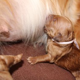 Golden Retriever Puppies from St. Croix Golden Retrievers