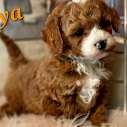 Arya - Red female Cavapoo puppy in Marshfield, Missouri from Puppyloversplace