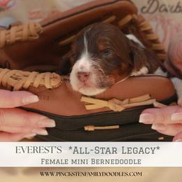 Strike - Tri-color female Bernedoodle puppy in Jackson, Missouri from Pincksten Family Doodles