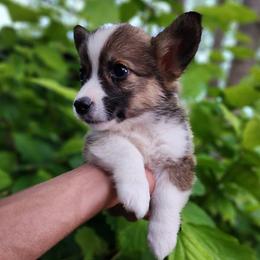 Hazel - Sable female Pembroke Welsh Corgi puppy in Sidney, Ohio from Cozy Corgi Ranch