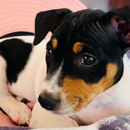 Rat Terriers from Mardi Gras Kennels