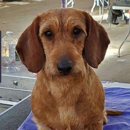Agatha - Dachshund