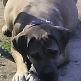 Boerboels from Polly's Boerboels