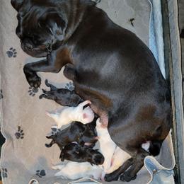 Girl 2 - Black female Pug puppy in Phoenix, Arizona from Pug Place Phoenix