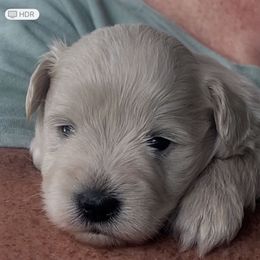 Grumpy - Wheaten male Miniature Schnauzer puppy in Brundidge, Alabama from Deez Pups Magnificent Schnauzers