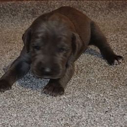 Bentley - Blue male Great Dane puppy in Walker, Louisiana from La Rebel Danes