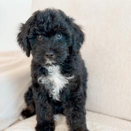 Dolphin - Black male Goldendoodle puppy in Redmond, Oregon from Bourbon and Lace Doodles