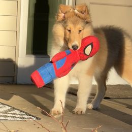 Duncan - Sable and white male Collie puppy in Allendale, Michigan from River-Valley Collies