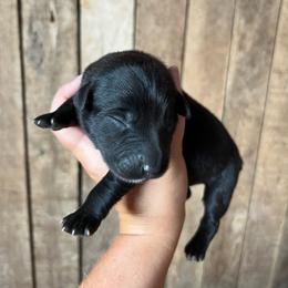 Ebony - Black male Australian Shepherd puppy in Whitwell, Tennessee from Owl Hollow Farm