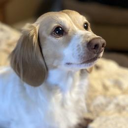 Dachshunds from Bell-Webb Ranch Doxies