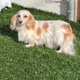 Bella - Dachshund
