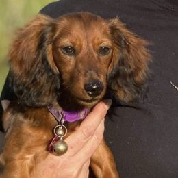 Dachshunds from Low Rider Kennel
