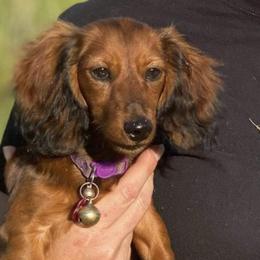 Dachshunds from Low Rider Kennel