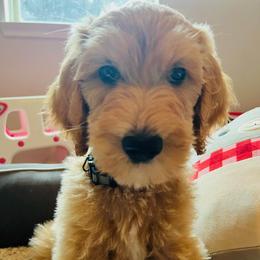 Boy 2 - male Goldendoodle puppy in Humble, Texas from Donna Bear and the Golden Doodles