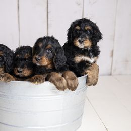 Bernedoodle puppies from Waverly Farm Bernedoodles